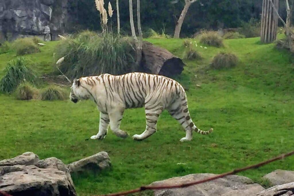 A imagem mostra um tigre branco em um campo com vegetação rasteira com algumas palmeiras de fundo no Bioparque Temaikèn, uma das opções de o que fazer em Buenos Aires