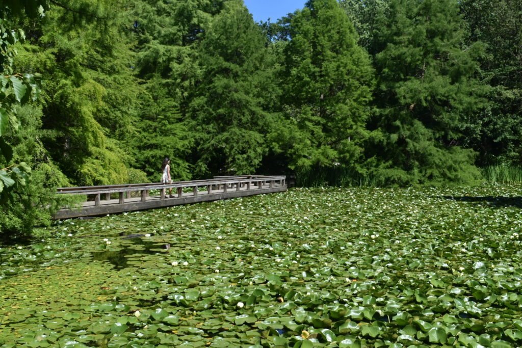 VanDusel Botanical Gardens, que fica nos subúrbios de Vancouver. Foto: Virginia Falanghe