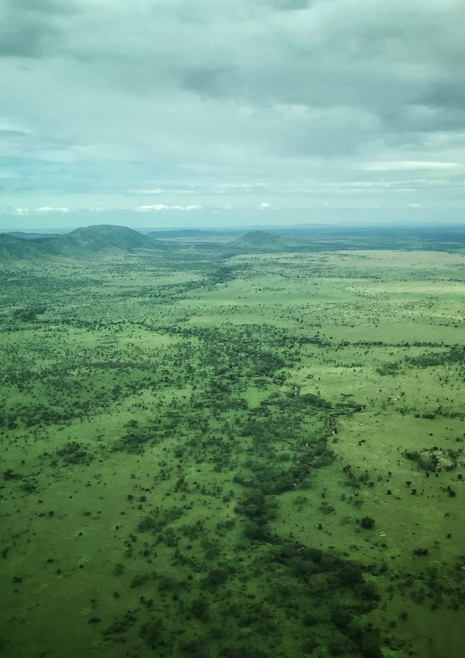 safari no serengeti