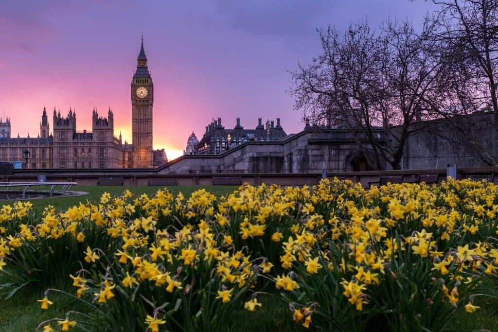 Vista do Big Ben a partir de um campo florido amarelo e pôr do sol arroxeado