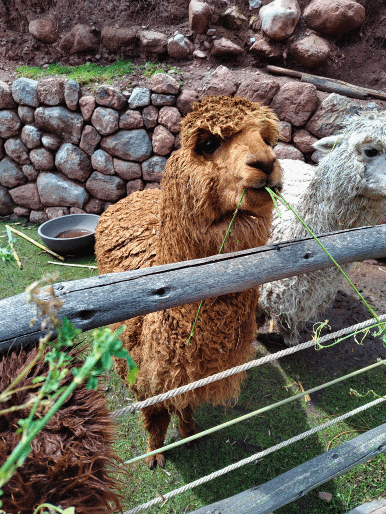 alpaca de pelagem marrom mastigando um ramo de folhas verdes atrás de uma cerca de madeira no awana kancha, situado no Vaçe Sagrado dos Incas