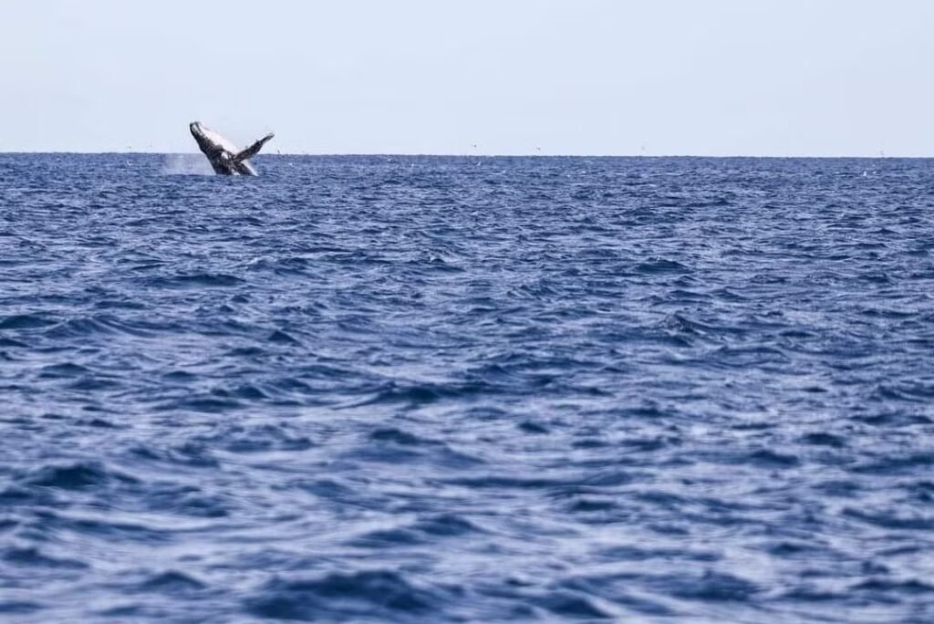Imagem de uma baleia saltando no oceano. A foto representa o que fazer em Porto Seguro.