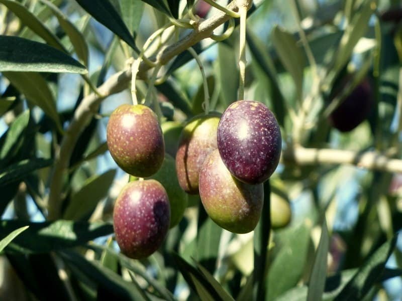 Em foto, vemos cinco frutos de oliveira de tons escuros, com fundo verde. Ao fundo existem azeitonas totalmente verdes e folhas da árvore. Foto: Jorge Gobbi via Flickr.