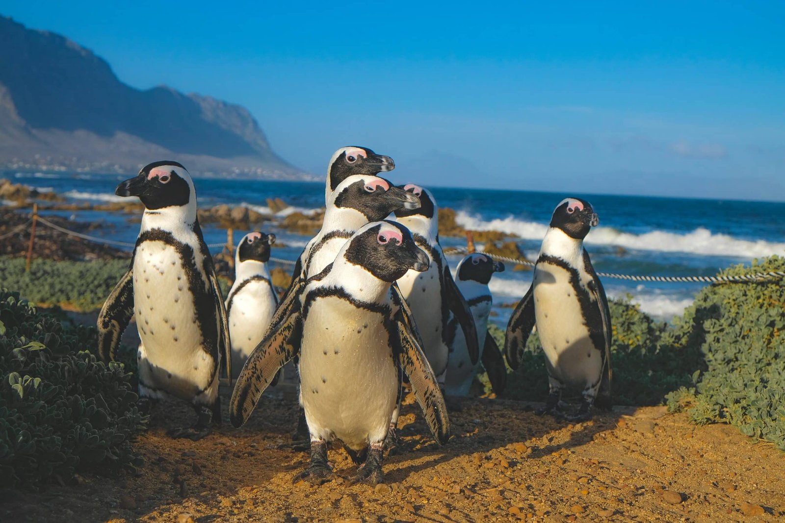 Pinguins perto da praia em Betty