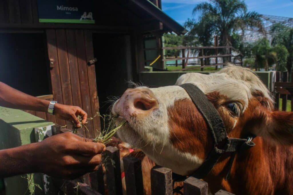 A imagem mostra uma vaca marrom e branca sendo alimentada por uma pessoa no Costão do Santinho Resort All Inclusive, um dos melhores resorts all inclusive no Brasil. A vaca está comendo grama que está sendo oferecida à sua boca. No fundo, há um estábulo de madeira com uma placa indicando o nome da vaca, "Mimosa". A cena se passa em um ambiente de fazenda com árvores e outras construções visíveis ao fundo.