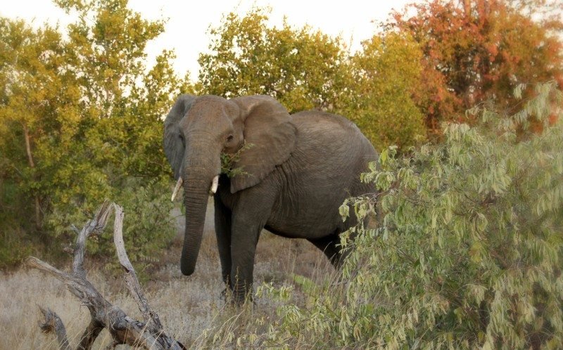 Um elefante no centro da savana africana, rodeado por árvores. Representa o post sobre Safári no Kruger National Park.
