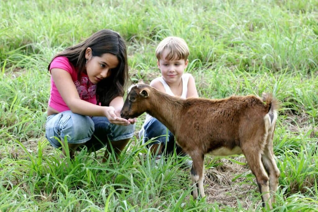 A imagem mostra duas crianças interagindo com um filhote de cabra em um campo gramado. A menina, com uma camiseta rosa e calça jeans, está agachada e estende a mão para alimentar a cabra, enquanto o menino, de camiseta branca, observa com um sorriso. A cabra, de cor marrom, está de pé, lambendo a mão da menina. O ambiente é natural, com muita grama verde ao redor, transmitindo uma sensação de tranquilidade e conexão com a natureza. Essa é a Estalagem Fazenda Lazer, um dos hotéis-fazenda em Minas Gerais.