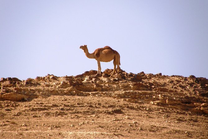 Uma vasta paisagem no Deserto de Negev sob um céu azul com nuvens dispersas. Um camelo é visível à distância. Representa o que fazer em Israel.