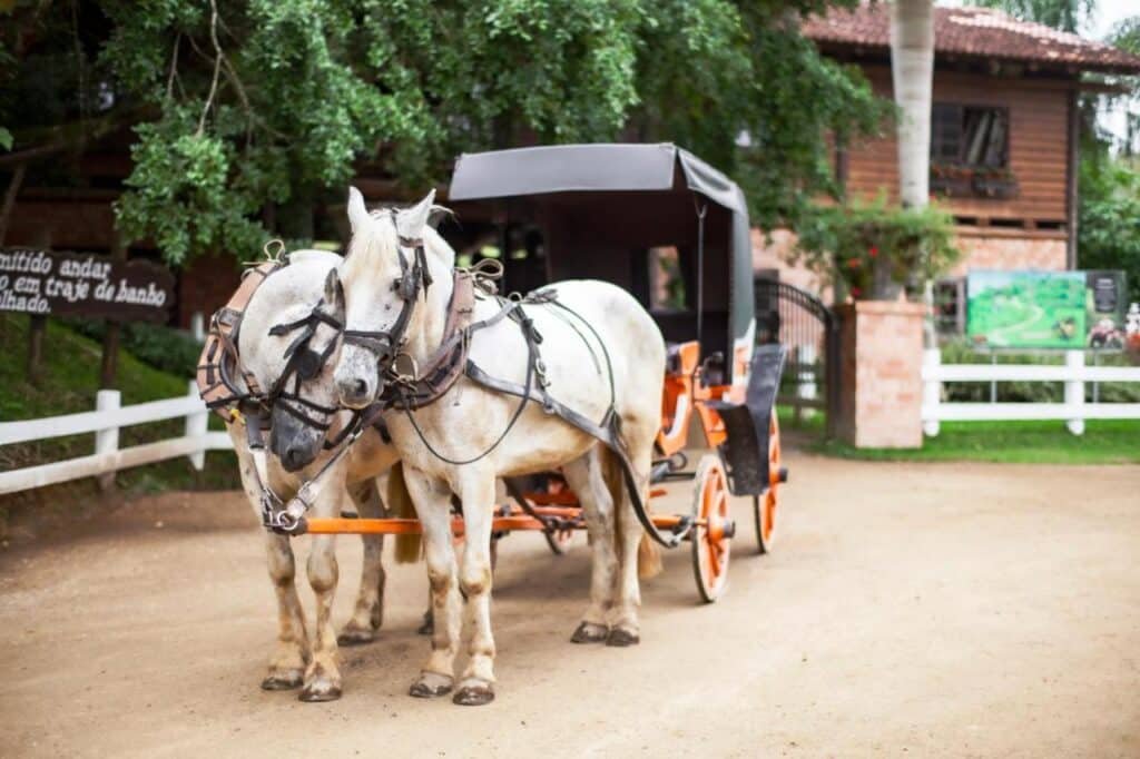 Dois cavalos brancos estão atrelados a uma carruagem estacionada em um caminho de terra, com uma construção rústica de madeira e vegetação ao fundo. O local fica no Fazzenda Park Resort, um dos hotéis fazenda em Santa Catarina.