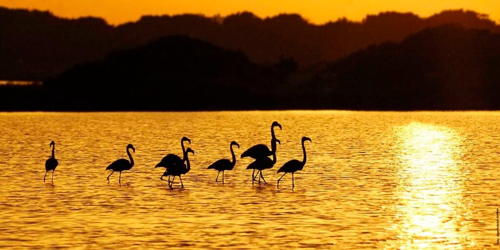 Silhuetas de flamingos nadando na água da Estany Pudent tendo como pano de fundo o pôr do sol dourado.