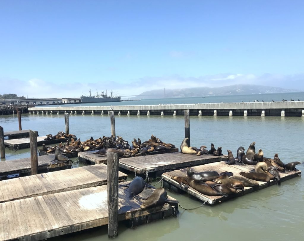 Leões marinhos deitados do deck do Píer 39. Ao redor é possível ver grande parte do mar, até mesmo um navio ao fundo. É uma boa opção de o que fazer em San Francisco.