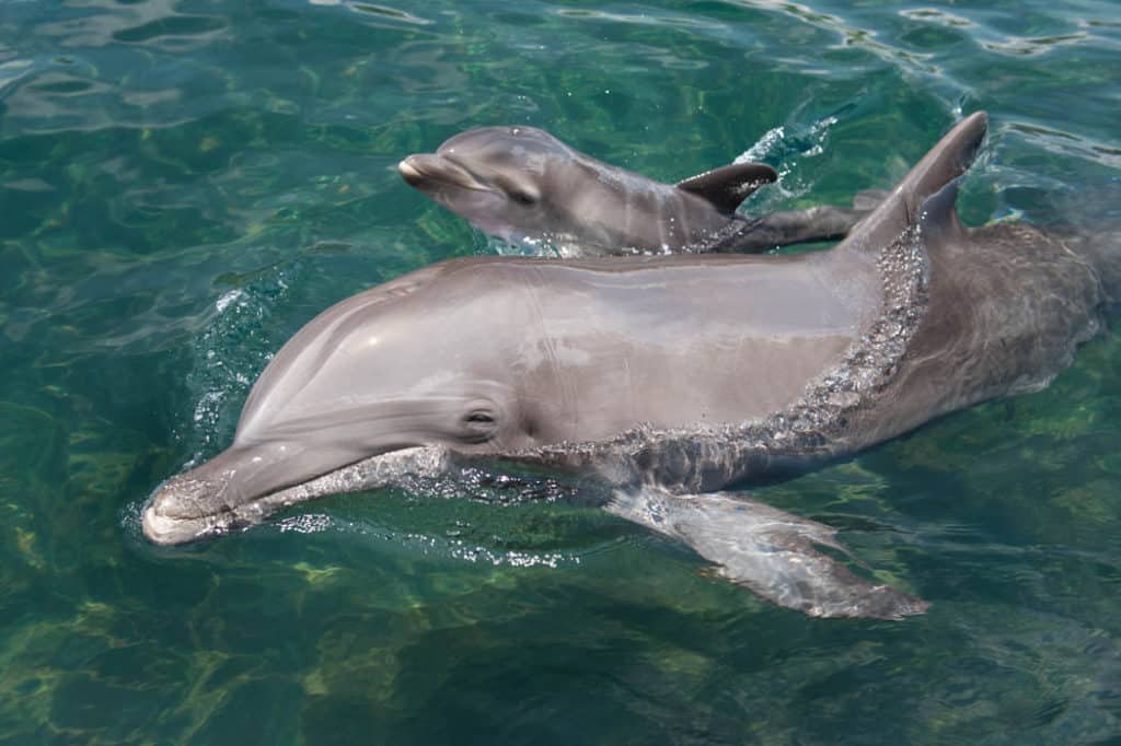 Golfinhos do Discovery Cove em lago do parque em Orlando - estes são Ipanema e Natalie