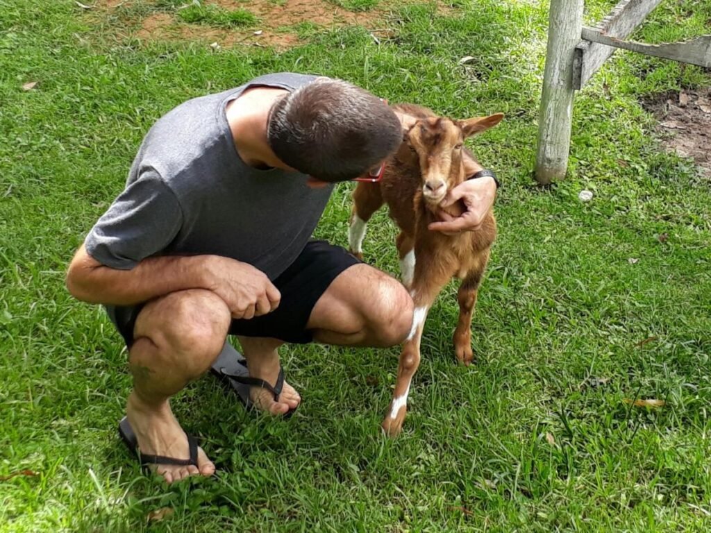 Pessoa agachada na grama, vestindo uma camisa cinza e shorts, acariciando gentilmente uma cabra marrom no Hotel Fazenda São Moritz, um dos hotéis fazenda no Rio de Janeiro.