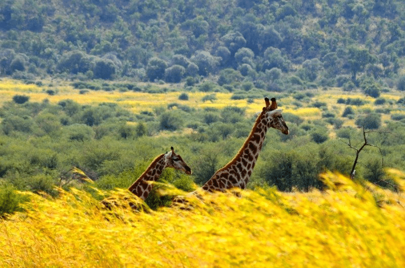 Duas girafas caminhando pela grama alta do Pilansberg National Park  em uma paisagem de savana, com um fundo de árvores e colinas sob um céu parcialmente nublado. Representa Joanesburgo.
