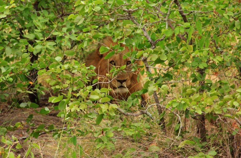 Um leão escondido em meio a várias ramificações de uma árvore. Ele está observando através dos galhos. Representa o post sobre Safári no Kruger National Park.