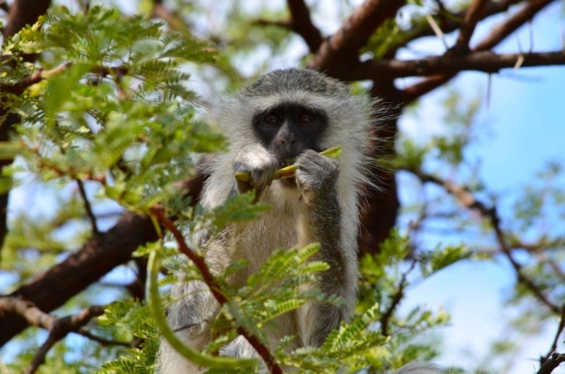 Um macaco sentado em uma árvore, comendo, cercado por folhas e galhos verdes.