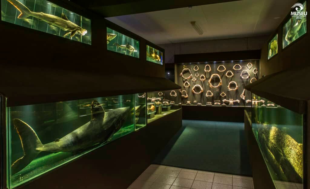 Dentro do Museu Oceanográfico Univali, paredes com aquários de vidro e peixes em exposição. 