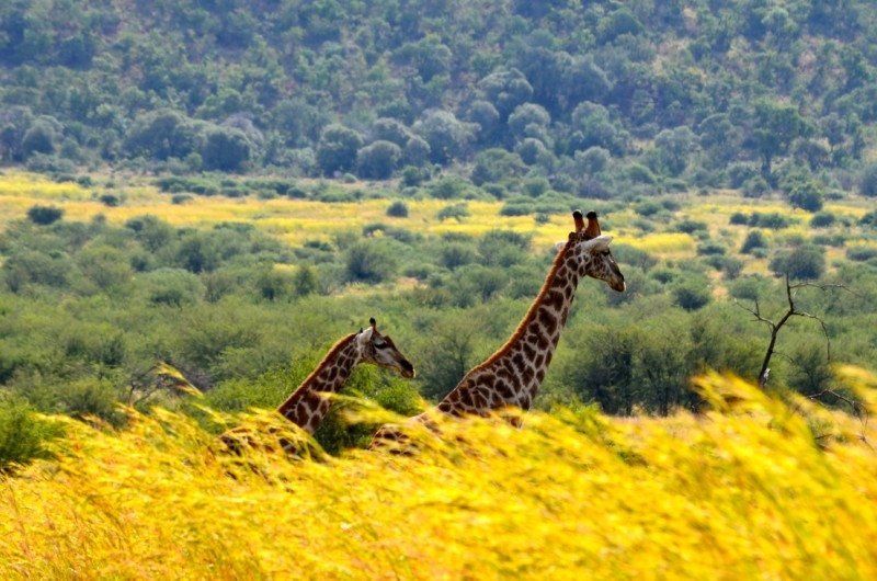 Duas girafas caminhando pela grama alta com árvores espalhadas ao fundo.