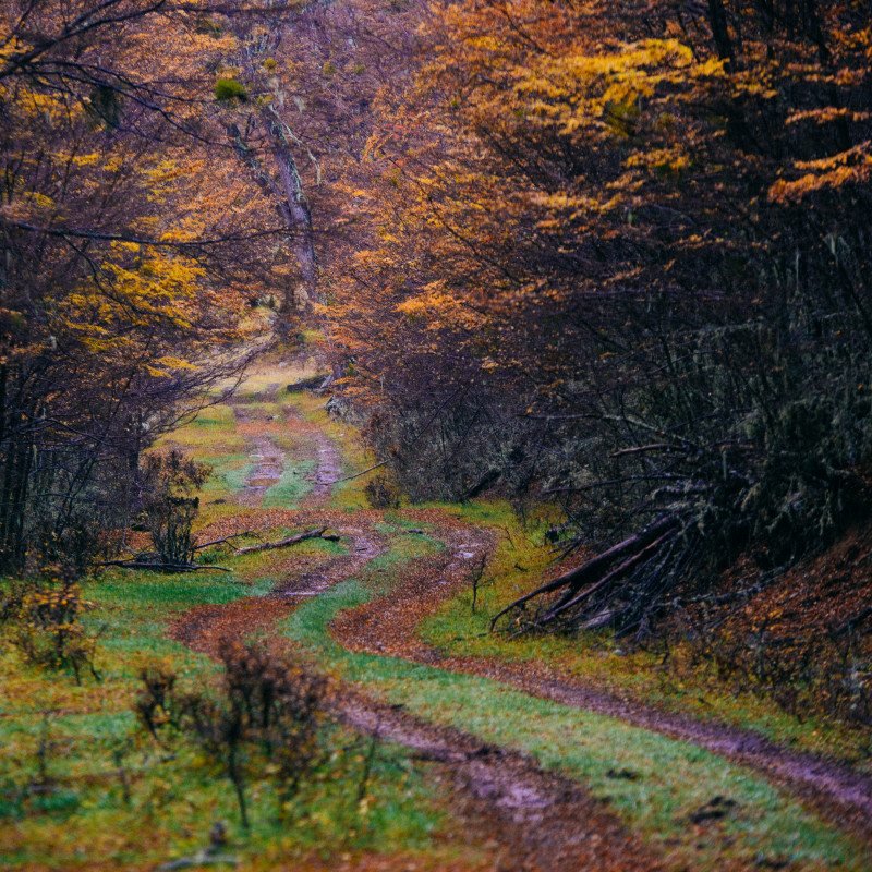 Um caminho de terra estreito e sinuoso cercado por árvores densas com folhagem de outono em tons de laranja, amarelo e marrom. Imagem para ilustrar post sobre a Patagônia Argentina.