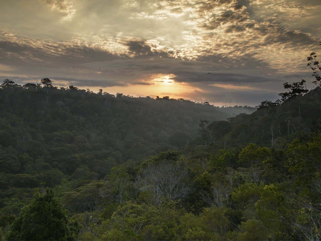 Foto da paisagem do Parque Nacional do Pau Brasil. Por todo lugar há vegetação, em sua maioria, as árvores de pau Brasil. O céu está nublado, parece estar amanhecendo.