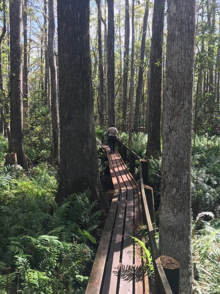 Highlands Hammock State Park