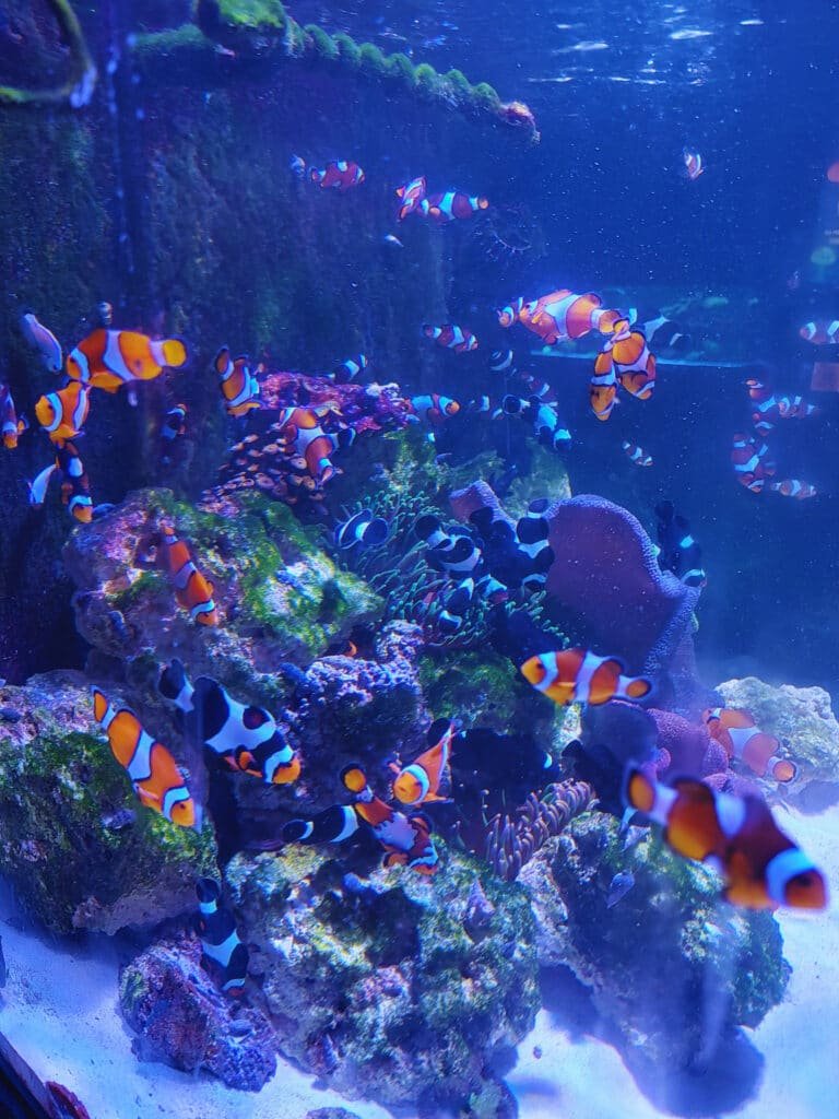 Um aquário vibrante e colorido cheio de peixes-palhaço nadando entre recifes de corais e rochas cobertas de algas. Os peixes exibem suas listras laranja, brancas e pretas distintas, contrastando com o fundo azul do aquário.