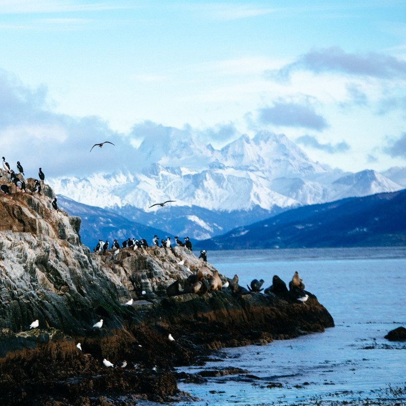 Pinguins descansam em uma costa rochosa com montanhas cobertas de neve e um céu parcialmente nublado ao fundo. Imagem para ilustrar post sobre a Patagônia Argentina.