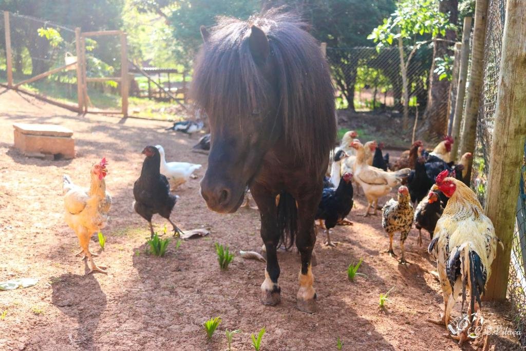 A imagem mostra um pônei preto de crina longa cercado por várias galinhas e galos de diferentes cores, como branco, preto e marrom, na Pousada e Restaurante Victórios. Eles estão em um cercado de terra batida, com algumas plantas pequenas crescendo no chão. Ao fundo, há cercas de madeira e tela que delimitam o espaço, cercado por árvores, sugerindo um ambiente rural e tranquilo. A luz do sol ilumina a cena, criando um contraste entre as sombras das árvores e os animais. O pônei parece estar em harmonia com as aves ao seu redor.