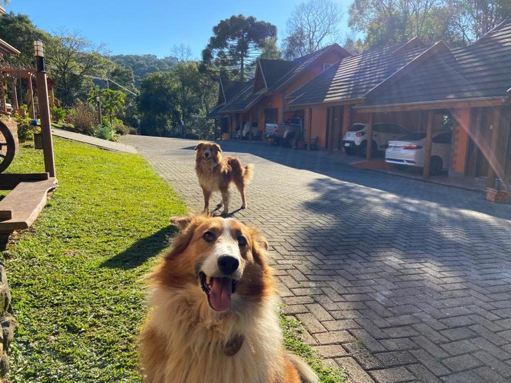 Foto de dois cachorros no pátio da Pousada Maibe Amanhecer na Serra Há vários chalés ao fundo, assim como muita vegetação.