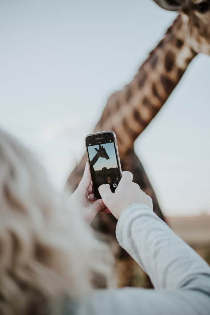 Uma mulher branca de cabelo loiro segurando um celular enquanto fotografa uma girafa que está bem próxima dela em uma reserva natural