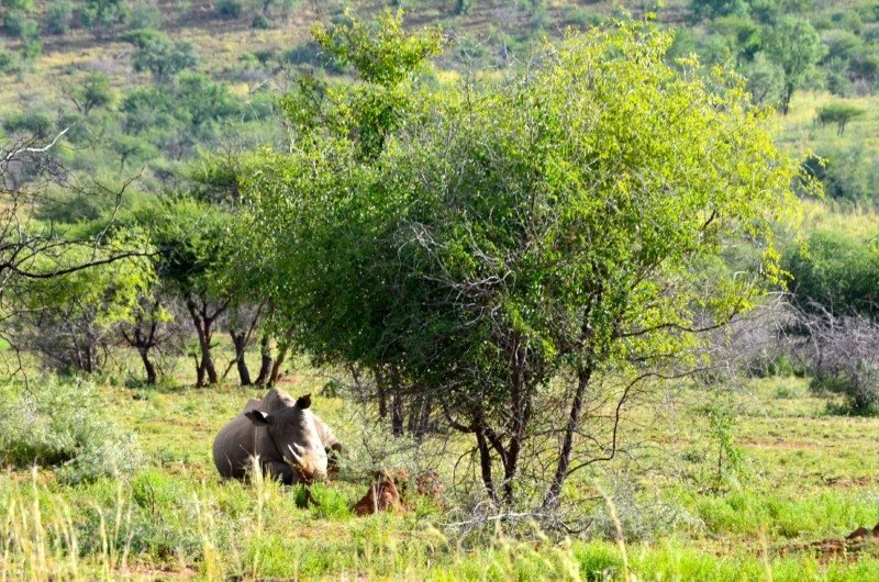 Um rinoceronte descansa sob uma árvore em uma paisagem gramada com arbustos espalhados e uma encosta distante e verdejante.