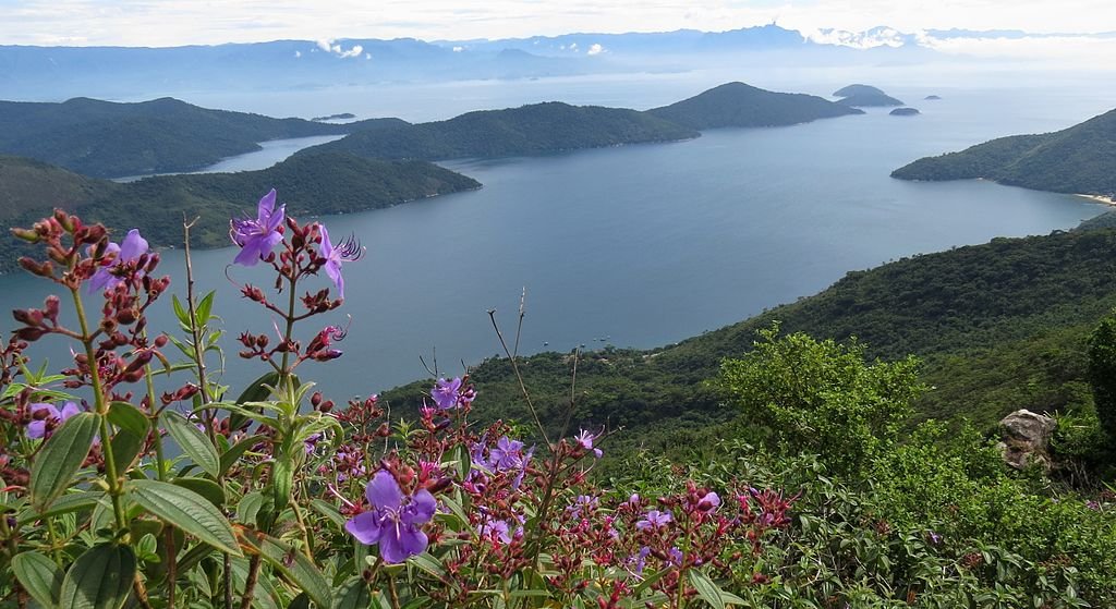 A imagem mostra uma vista panorâmica do Saco do Mamanguá, em Paraty, com águas azuladas rodeadas por montanhas cobertas de vegetação densa. Em primeiro plano, flores roxas e vibrantes acrescentam um toque de cor ao cenário natural. As ilhas espalhadas pelo mar e as montanhas ao fundo criam um panorama deslumbrante, destacando a beleza natural e a biodiversidade da região. A combinação de flora exuberante e vistas amplas torna o local perfeito para admirar a paisagem e apreciar a tranquilidade do ambiente.