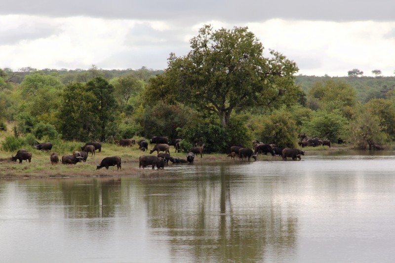 Vários búfalos na margem de um lago na savana africana. Atrás deles há várias árvores. Representa o post sobre Safári no Kruger National Park.