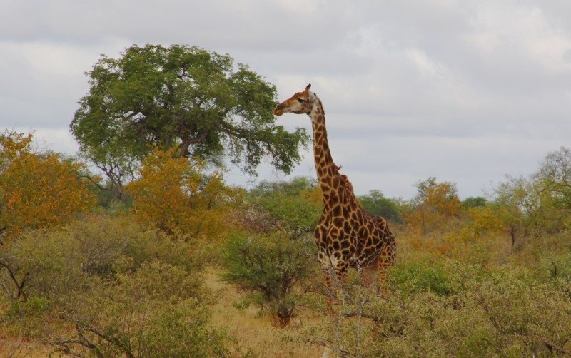 Uma girafa olhando para a esquerda em meio à savana africana. Representa o post sobre Safári no Kruger National Park.