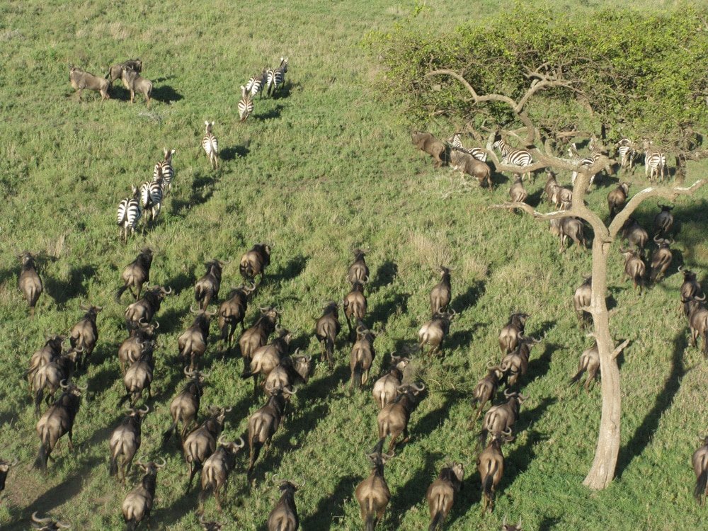 Vista durante o Voo de Balão no Safari do Serengeti