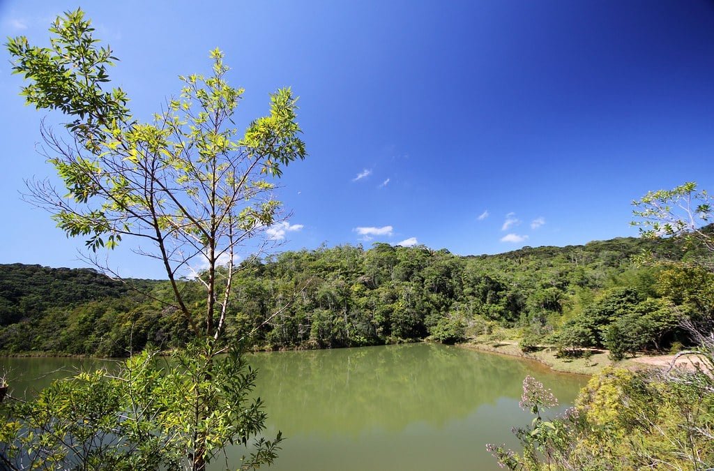Uma floresta verdejante cerca um lago calmo sob um céu azul brilhante. Uma árvore com folhas verde-claras está em primeiro plano.