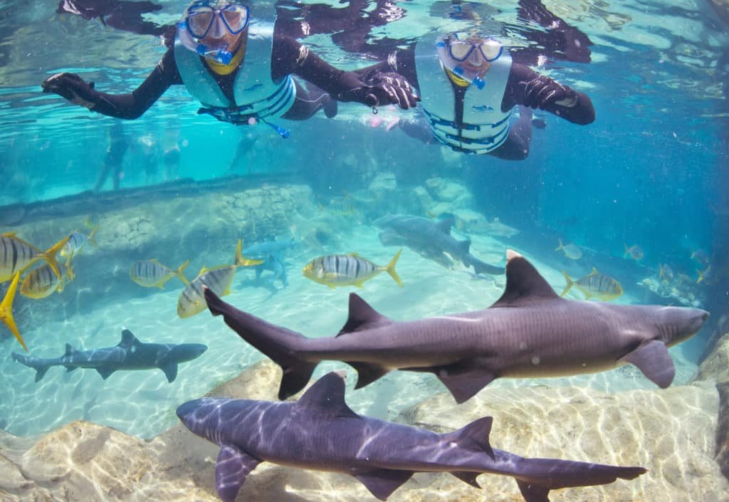 Duas pessoas fazendo snorkel em lago do Discovery Cove em Orlando, com tubarões e peixes nadando abaixo