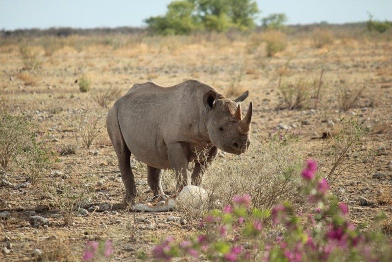 turismo na namibia Foto: Dayana Souza