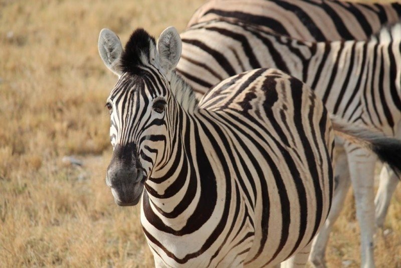 turismo na namibia Foto: Dayana Souza