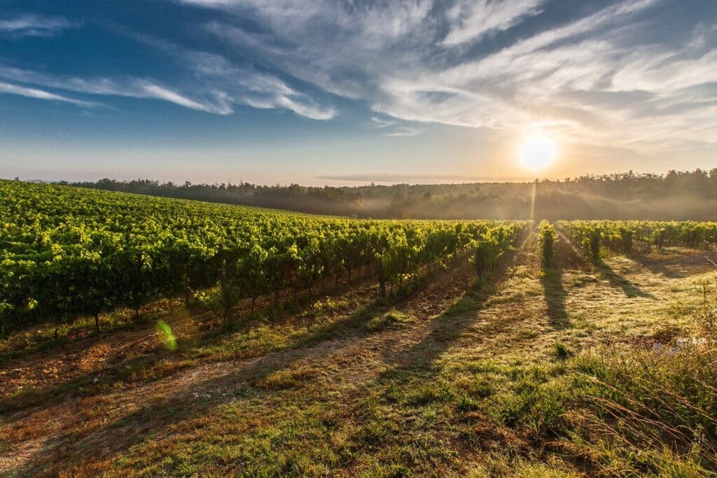 Vinhedo localizado na Toscana, com árvores verdes baixas enfileiradas , num gramado vasto, e pôr do sol alaranjado, no céu azul, refletindo na natureza