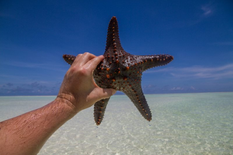 estrela do mar da ilha africana zanzibar